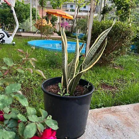 Ajni's House Vlora
